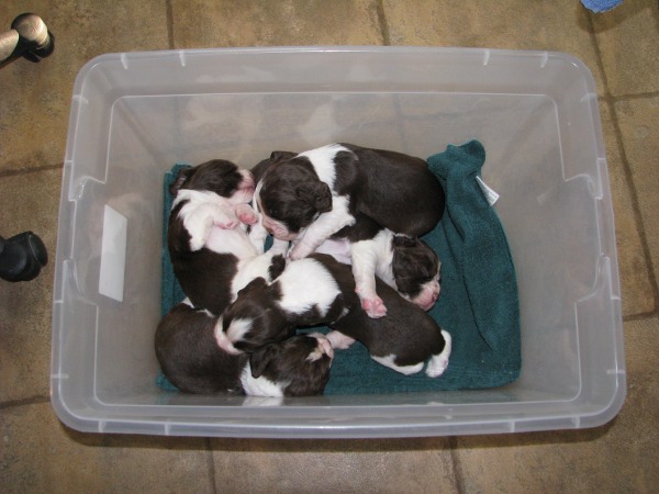 Cute Pups Cute Pups